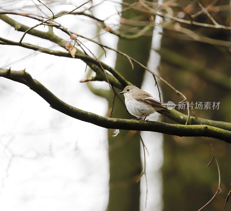 斑蝇鹟(Ficedula hypoleuca)雌性